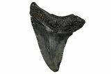 Serrated, Juvenile Megalodon Tooth - South Carolina #353306-1